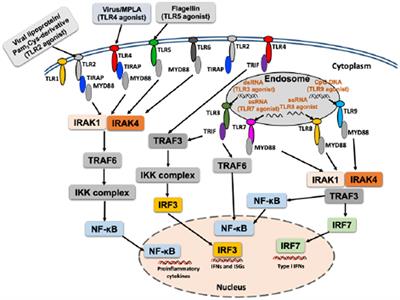 TLR agonists as vaccine adjuvants in the prevention of viral infections: an overview